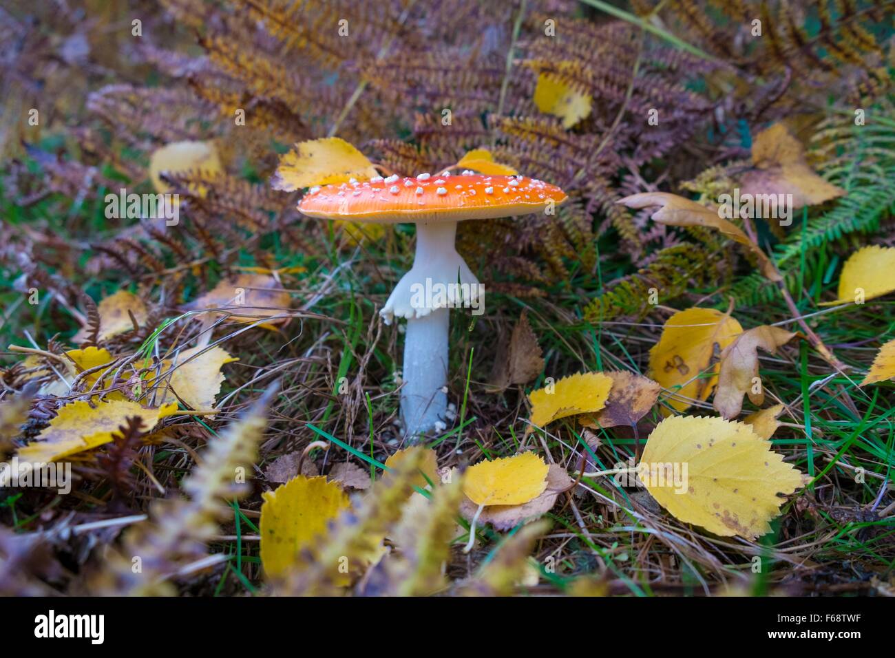 Fly agaric toadstool. Stock Photo