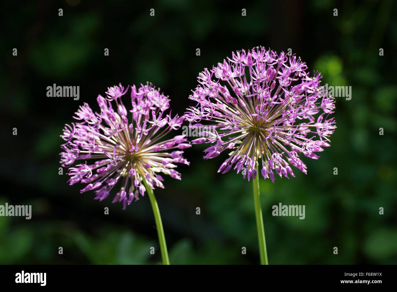 Blooming ornamental onion (Allium rosenbachianum) Stock Photo