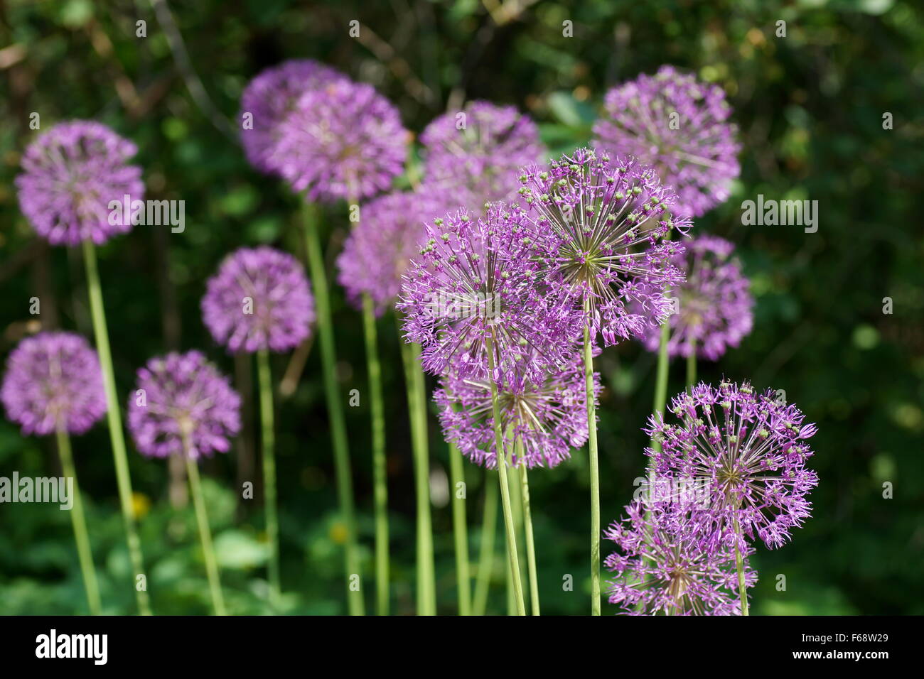Blooming ornamental onion (Allium rosenbachianum) Stock Photo