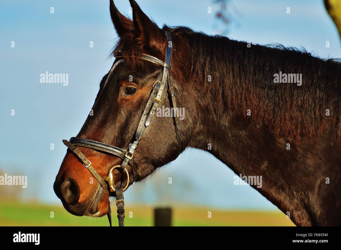 Horses Side View High Resolution Stock Photography and Images - Alamy