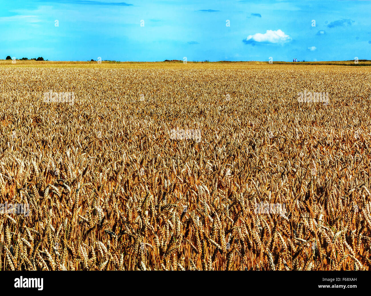 Wheat field panorama hi-res stock photography and images - Alamy