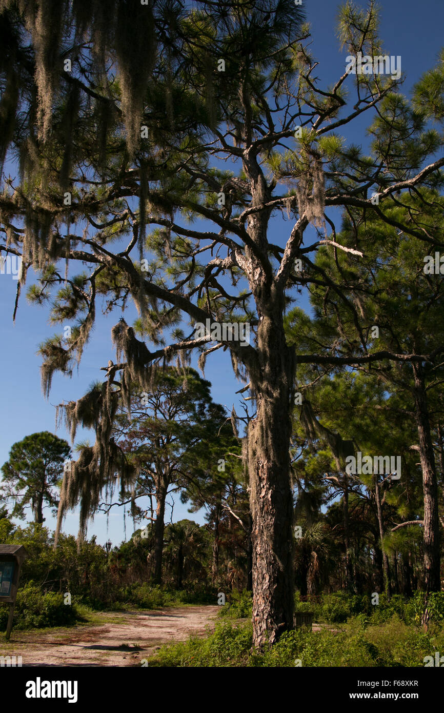 The hiking trail on Honeymoon Island state park, Florida Stock Photo