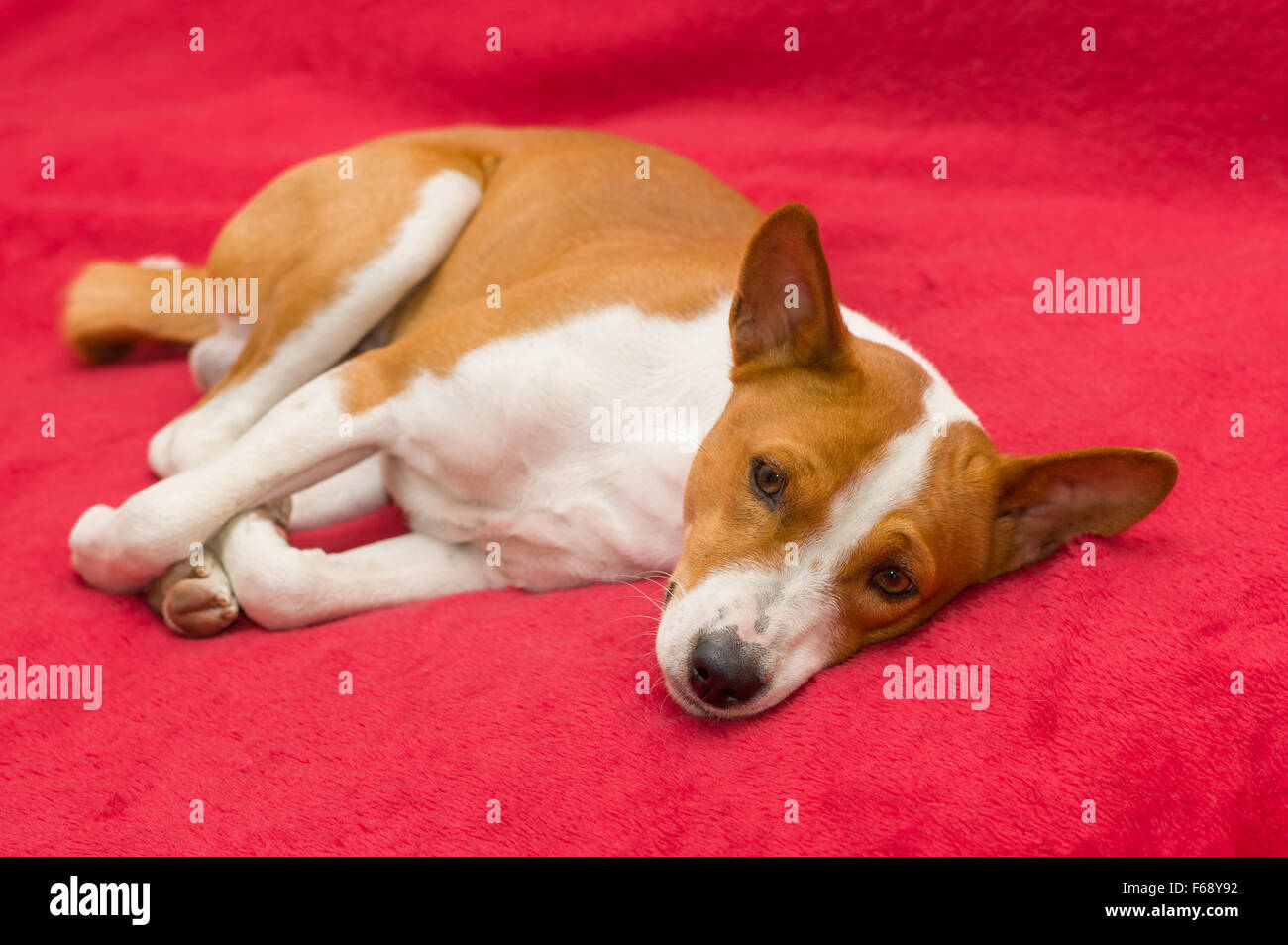 tired basenji dog resting on red sofa Stock Photo - Alamy