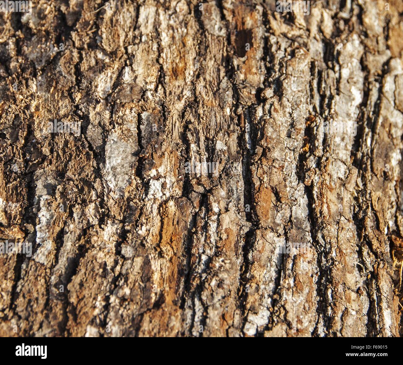 Rough tree bark hi-res stock photography and images - Alamy