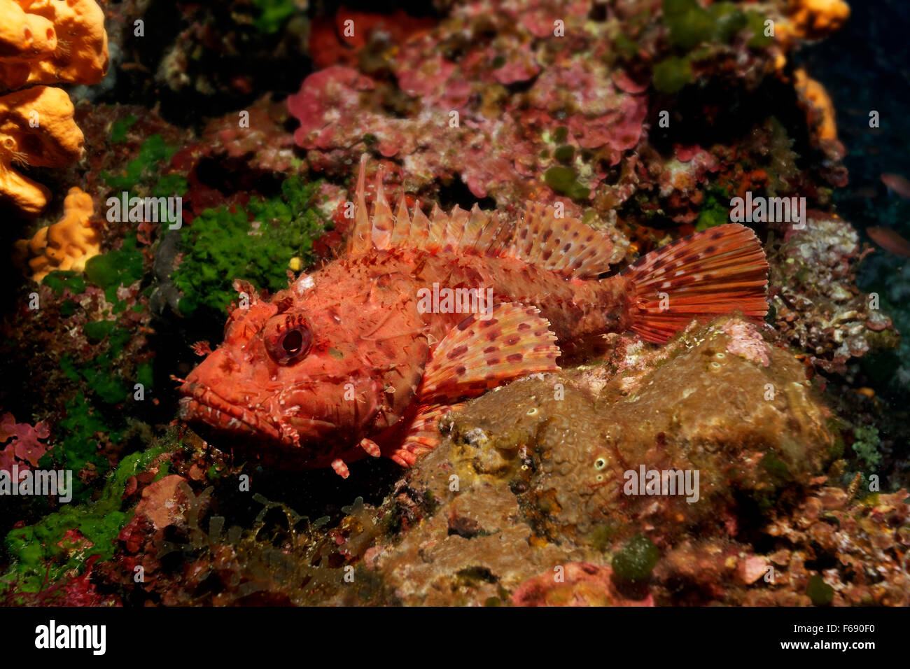 Red scorpionfish (Scorpaena scrofa), Corfu, Ionian Islands, Mediterranean Sea, Greece Stock Photo