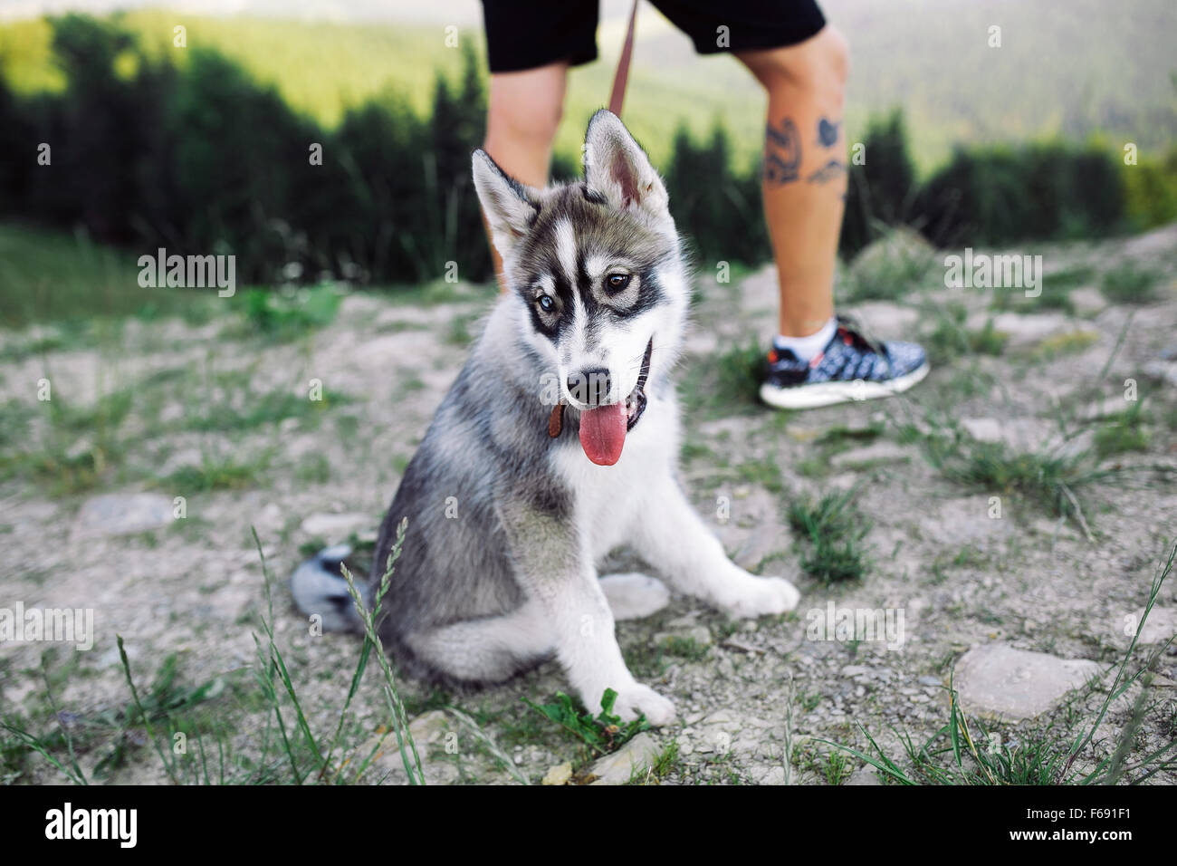 dog near owner Stock Photo - Alamy
