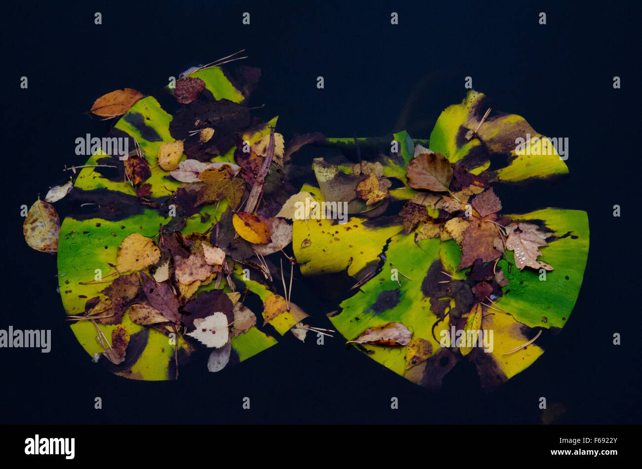 Rotting water lily leaves Stock Photo Alamy