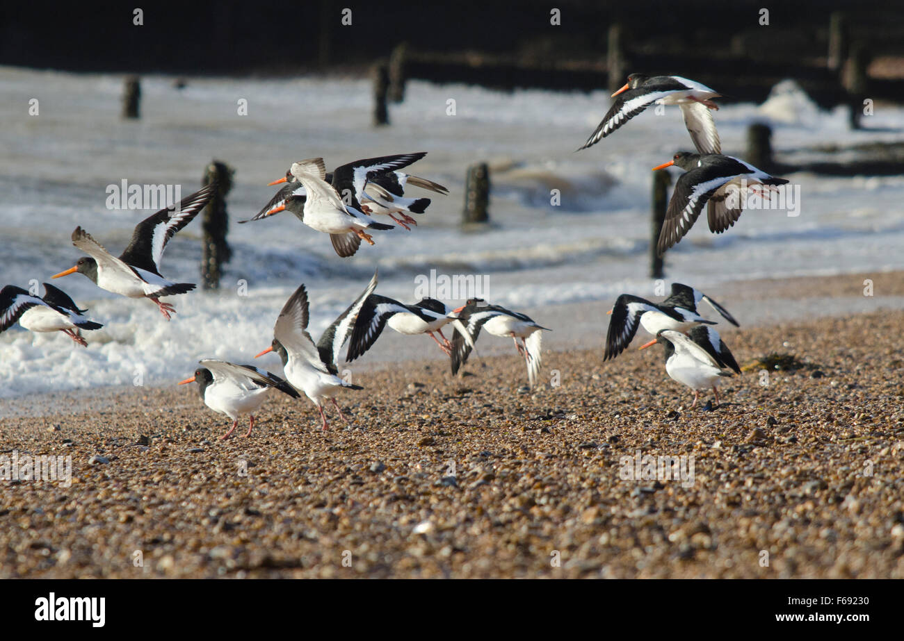 Oystercatchers in flight Stock Photo Alamy