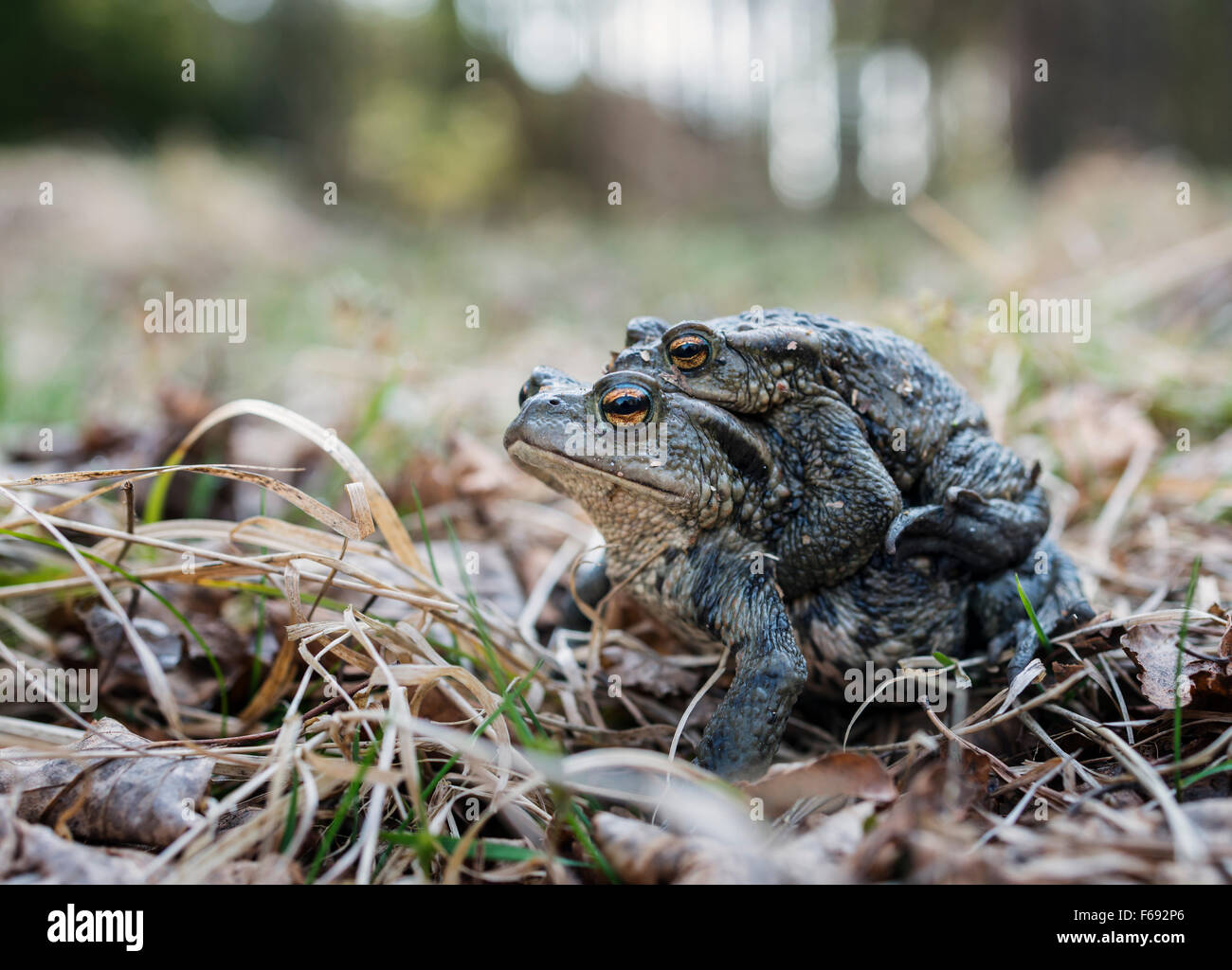 Frog Animal Mate Mating Stock Photos Frog Animal Mate Mating