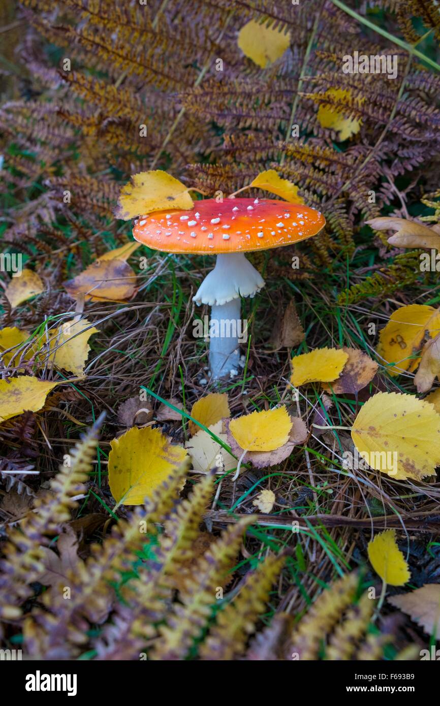 Fly agaric toadstool. Stock Photo