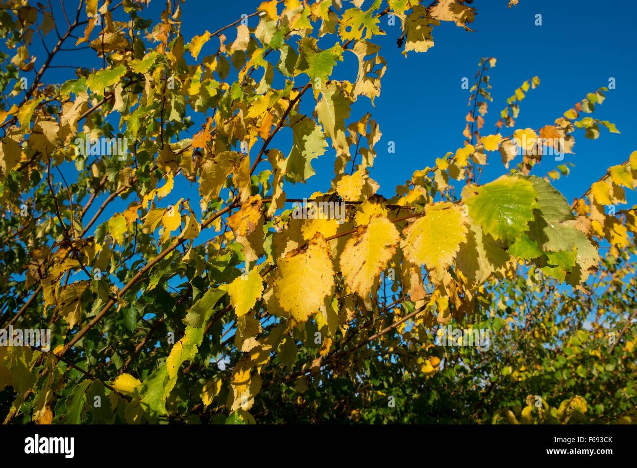 ELM, ENGLISH - Ulmus procera, leaves turning in Autumn. Stock Photo