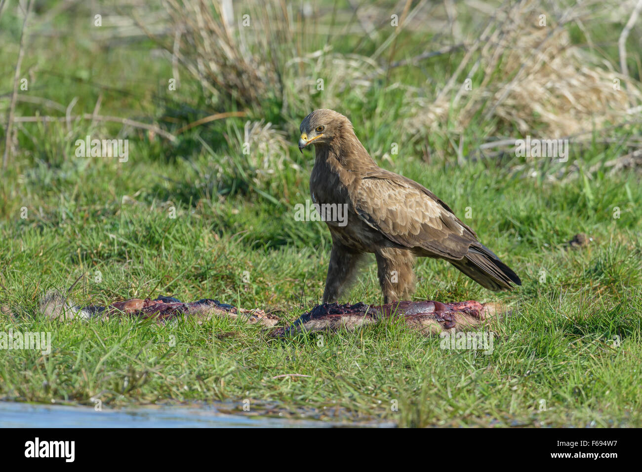 Maennlicher Schreiadler, Aquila pomarina, Male Lesser Spotted Eagle ...