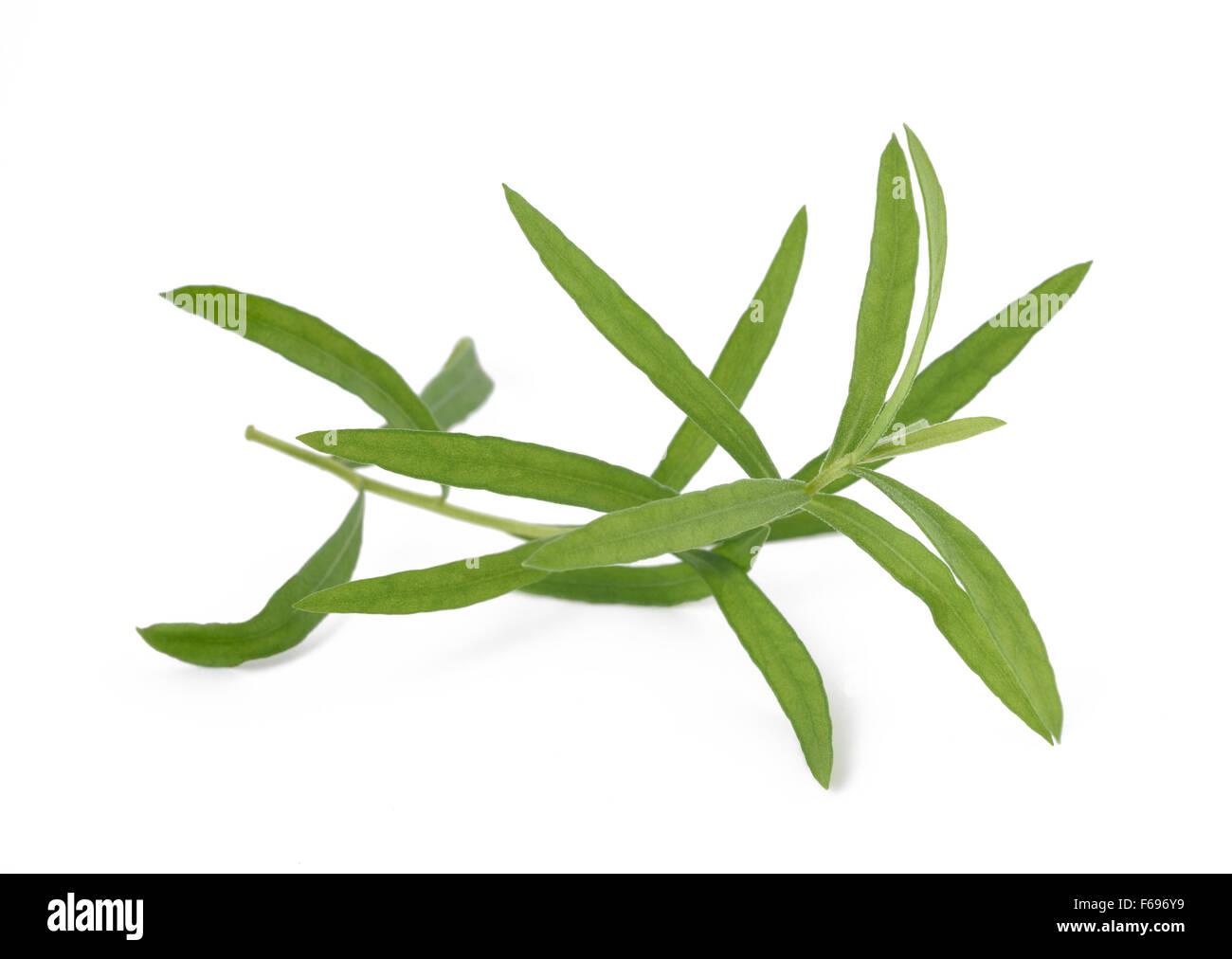 Tarragon (Artemisia dracunculus)  isolated on white background Stock Photo