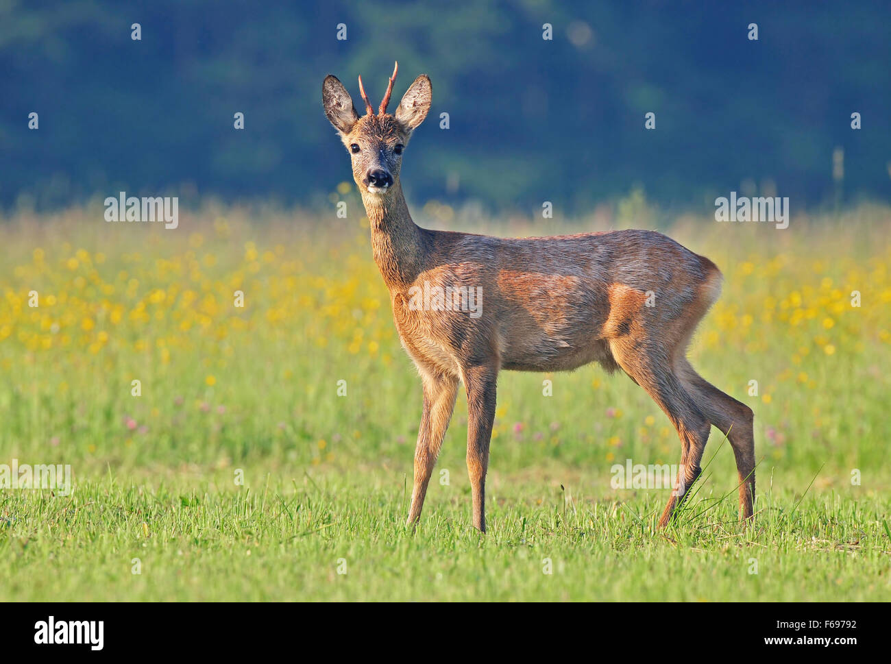 Male roe deer hi-res stock photography and images - Alamy