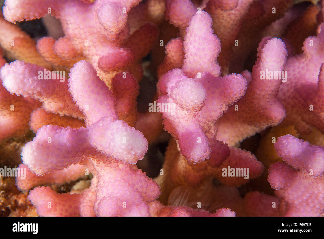 Hood coral or smooth cauliflower coral), Stylophora pistillata, Acropodidae, Sharm el- Sheikh, Red Sea, Egypt Stock Photo