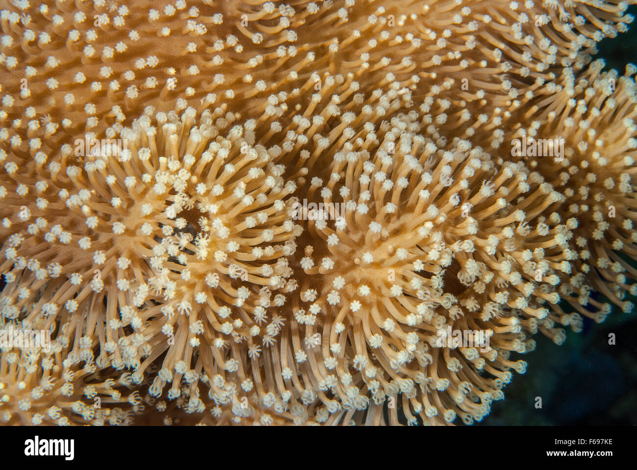 Sarcophyton ehrembergi, Alcyoniidae, leather coral, Sharm el Sheikh, Red Sea, Egypt Stock Photo