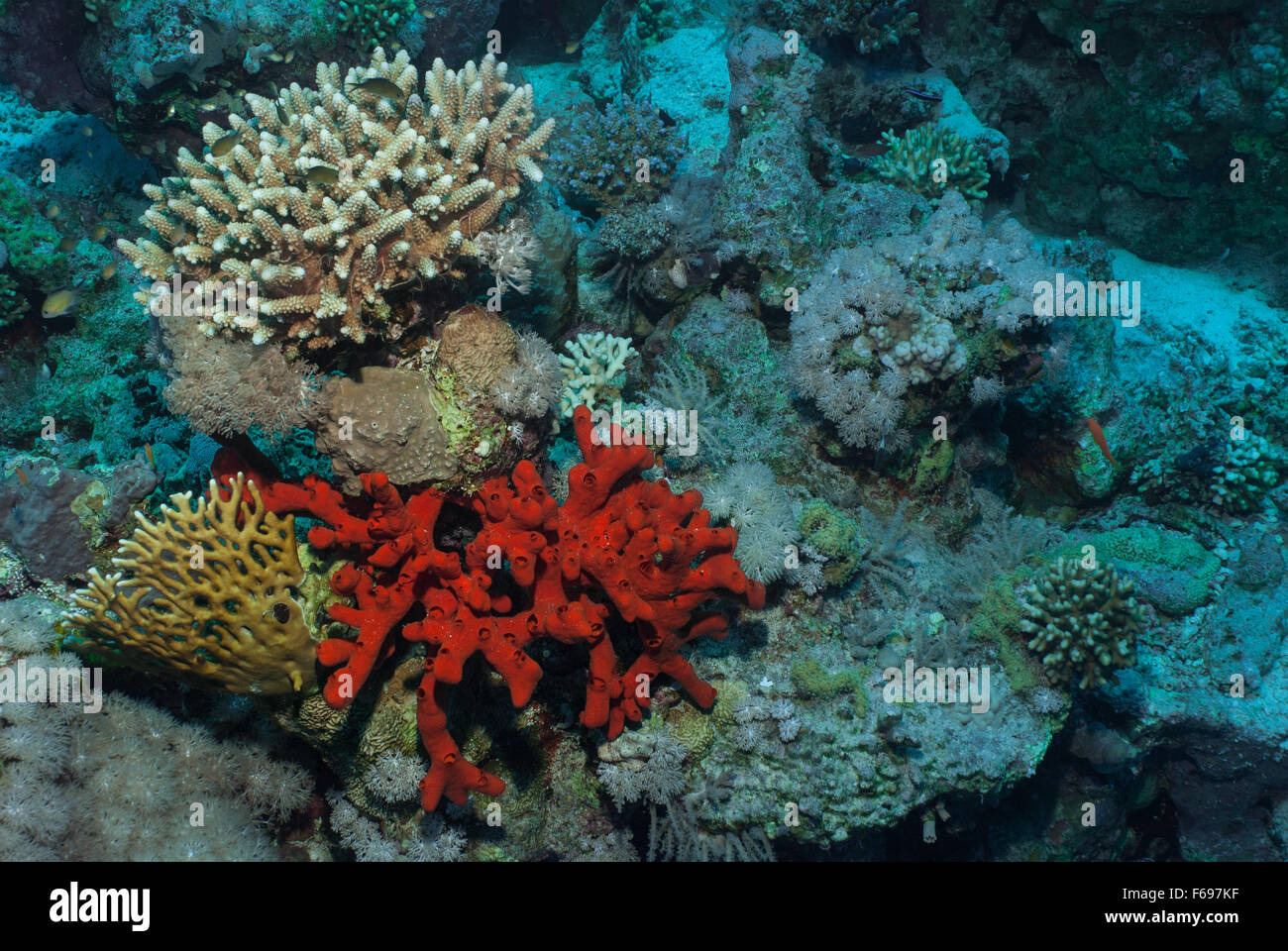 Latrunculia magnifica latrunculiidae hires stock photography and