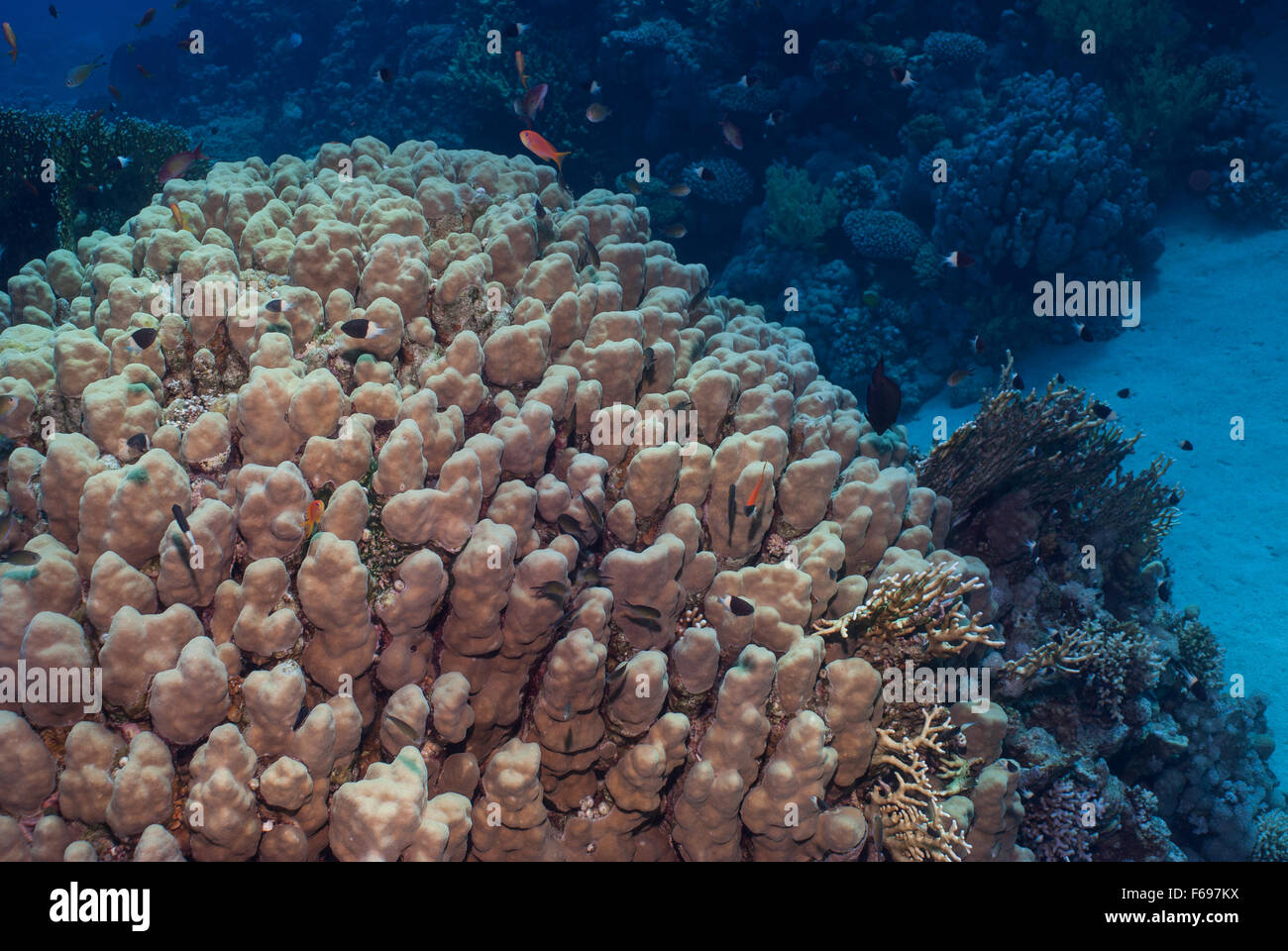 Dome Coral, Porites nodifera, Poritidae, Sharm el- Sheikh, Red Sea, Egypt Stock Photo