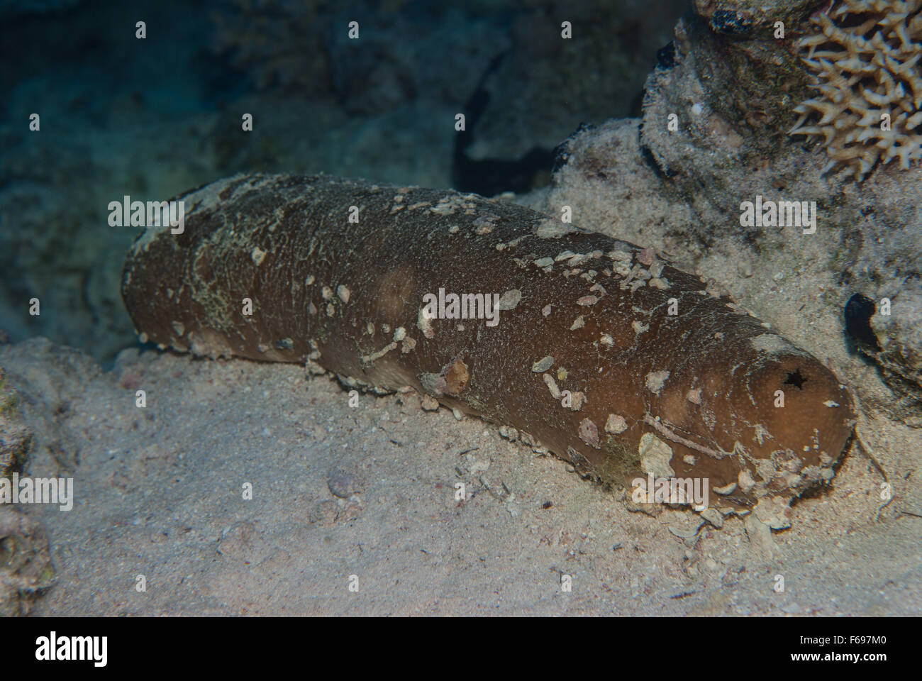 Black sea cucumber or Sandy sea cucumber (Holothuria atra). Egypt, Red Sea, Sharm el-Sheikh Stock Photo