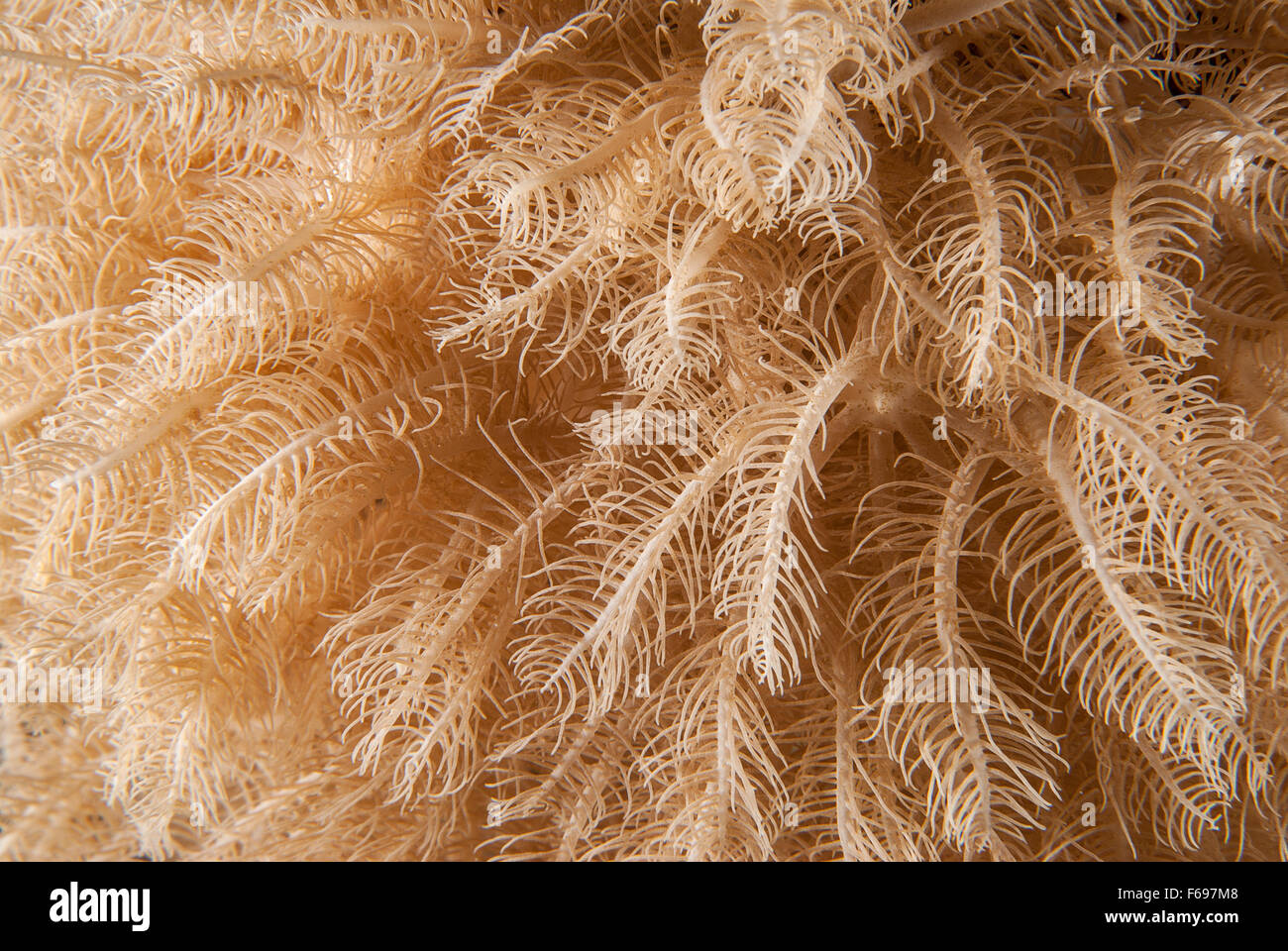 Anthelia sp., Xeriidae,(Octocorallia, Alcyonacea), soft coral, Sharm el- Sheikh, Red Sea, Egypt Stock Photo