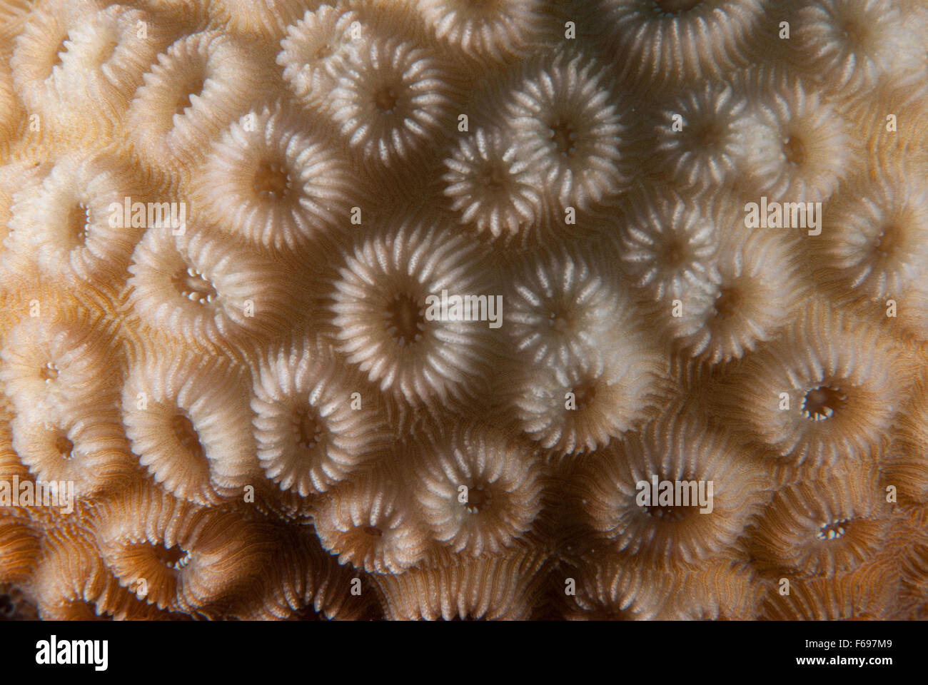 Hard coral Favia helianthoides, Faviidae, Sharm el-Sheikh, Red Sea, Egypt Stock Photo