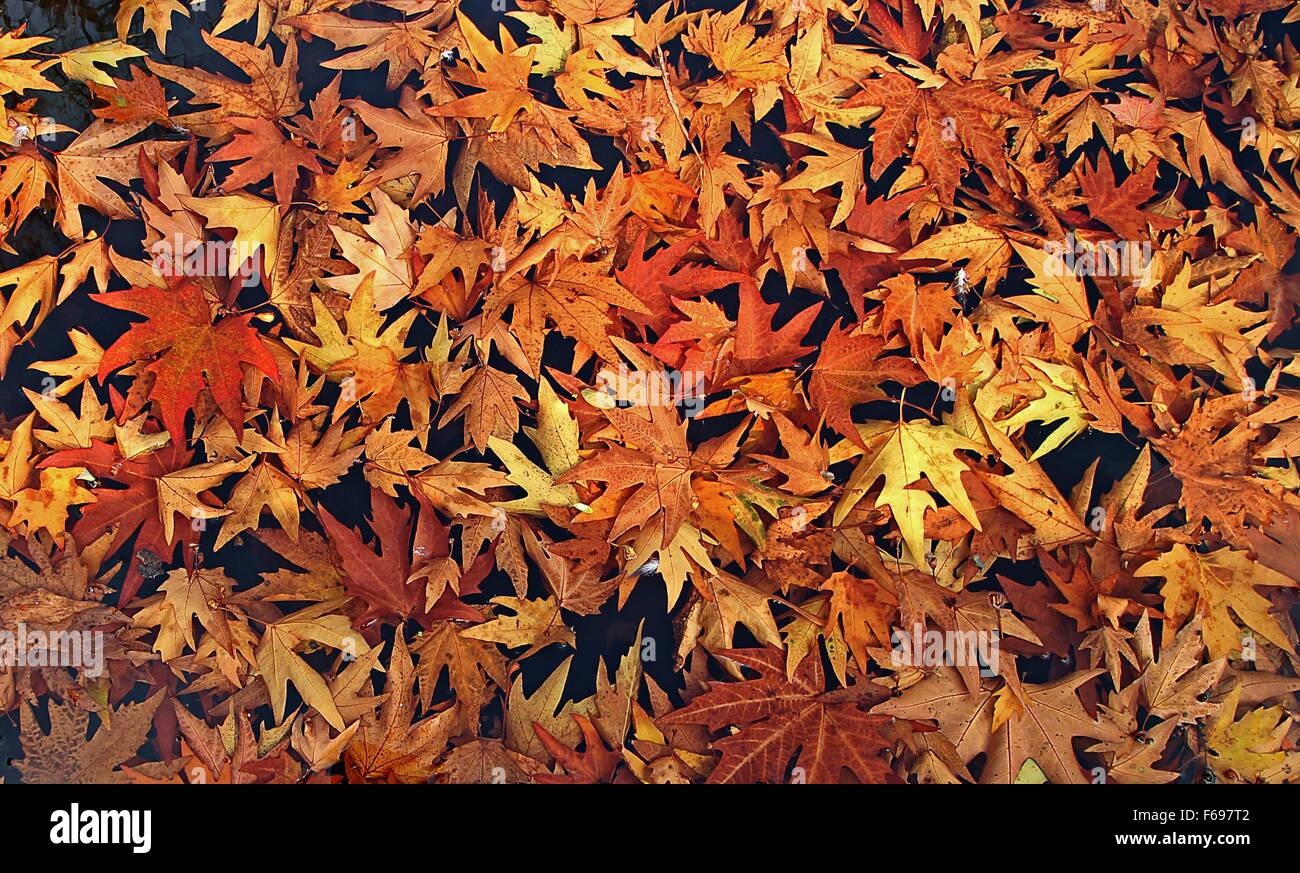 Leaves chinar leaves hi-res stock photography and images - Alamy