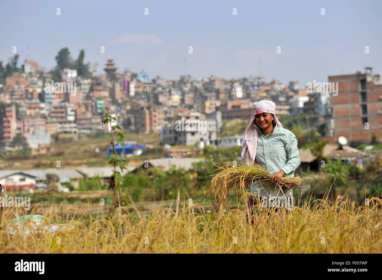 Nepal Crops Rice A Nepalese farmer carries bunch of rice plants after cutting for ...