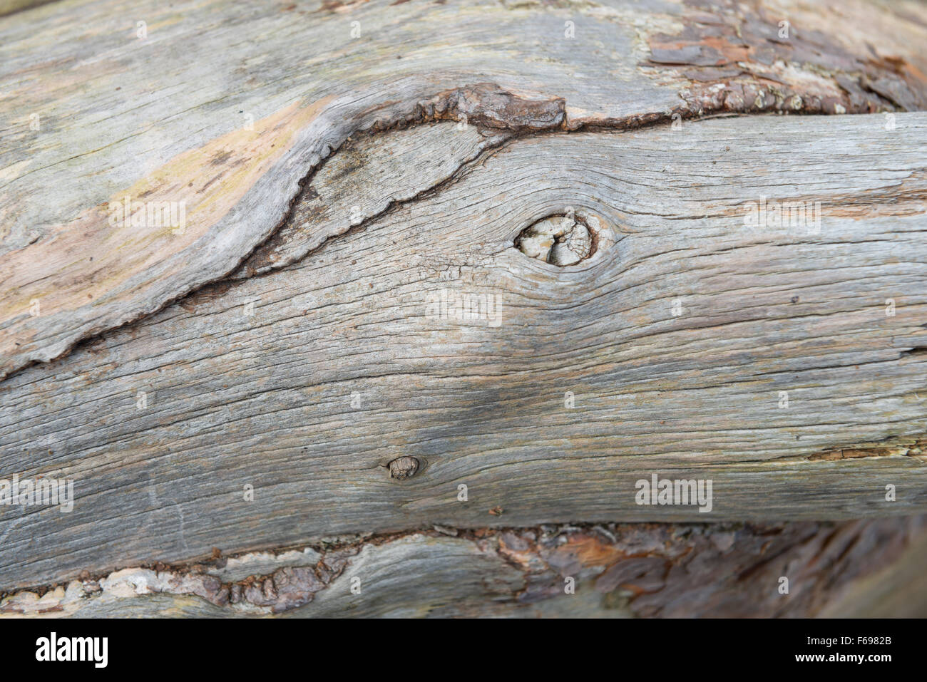 Twisted and weatherbeaten tree trunk in the New Forest Stock Photo