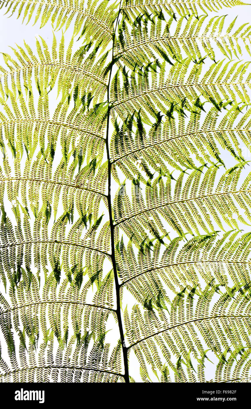 Transparent fern hi-res stock photography and images - Alamy