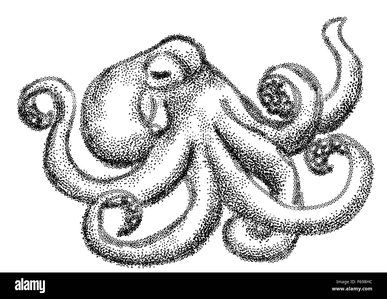 octopus in black and white Stock Photo - Alamy