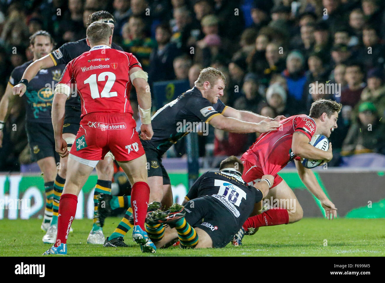 Frankin Gardens, Northampton, UK. 14th Nov, 2015. European Rugby Champions Cup. Northampton Saints versus Scarlets. Aled Thomas of Scarlets is tackled by Ethan Waller and JJ Hanrahan of Northampton Saints. Final score: Northampton Saints 15-11 Scarlets. Credit:  Action Plus Sports/Alamy Live News Stock Photo