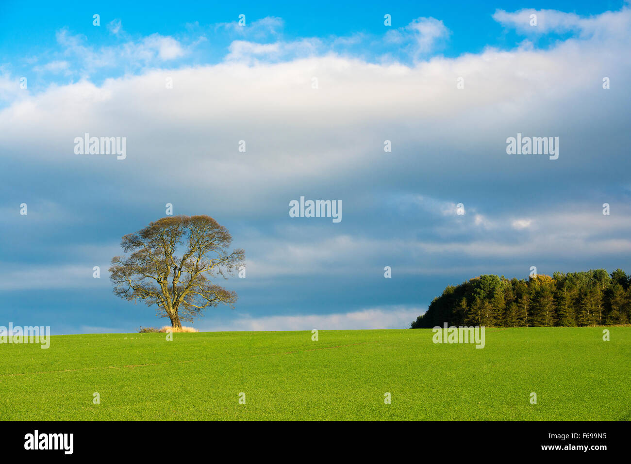 Trees on the green field and blue sky with white clouds Stock Photo - Alamy