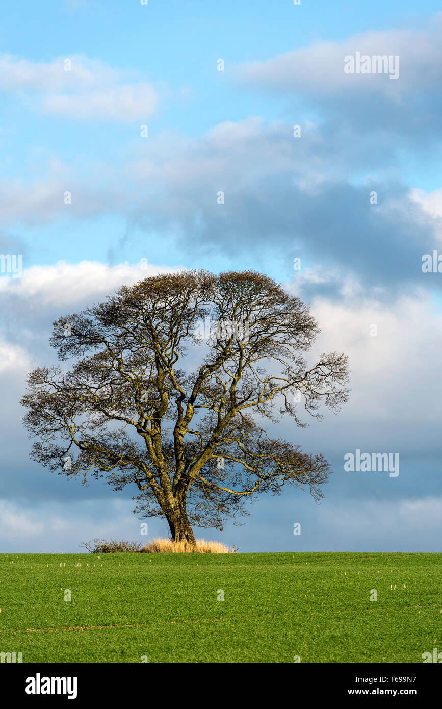 Tree In The Middle Solitary tree in middle field hi-res stock photography and images - Alamy