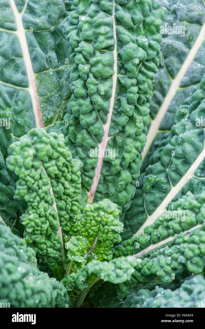 Kale 'Nero di Toscana' Brassica oleracea (Acephala Group), Borecole Stock Photo
