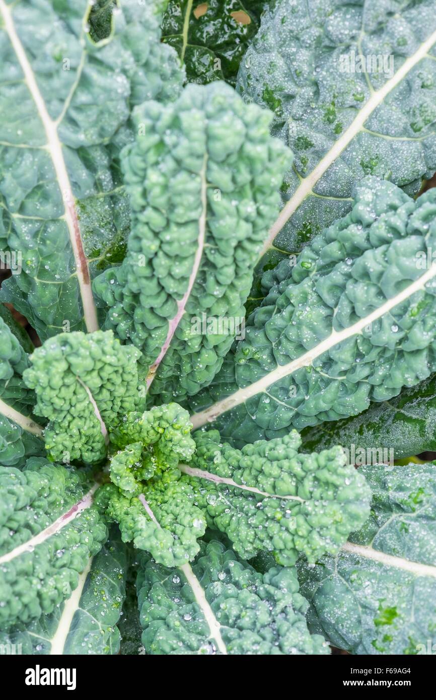 Kale 'Nero di Toscana' Brassica oleracea (Acephala Group), Borecole England UK Stock Photo