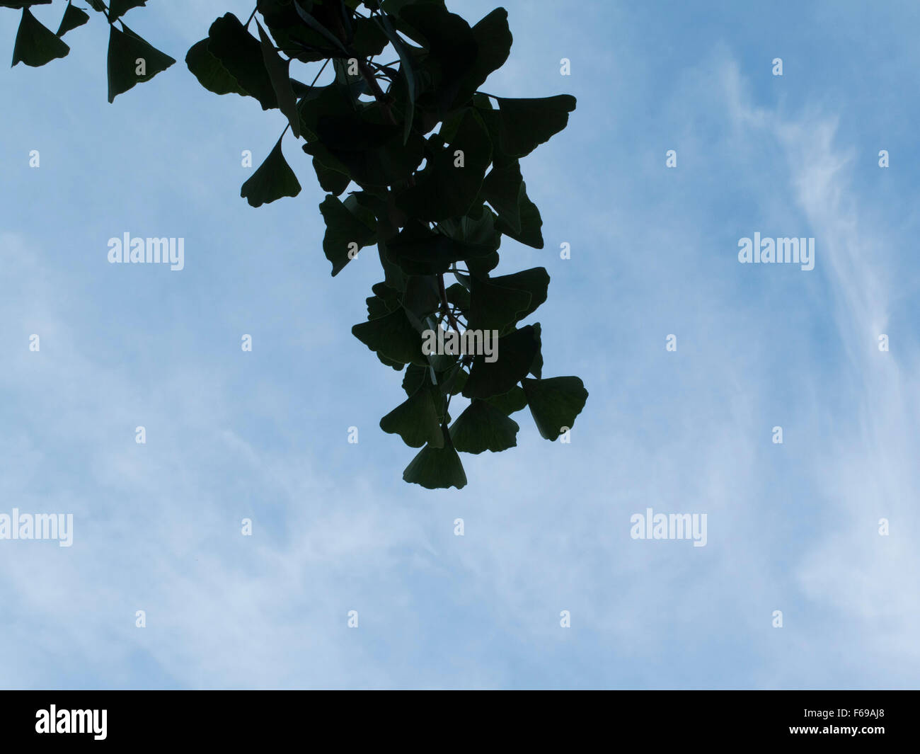 A silhouette of a ginkgo branch against a softly clouded sky. Stock Photo