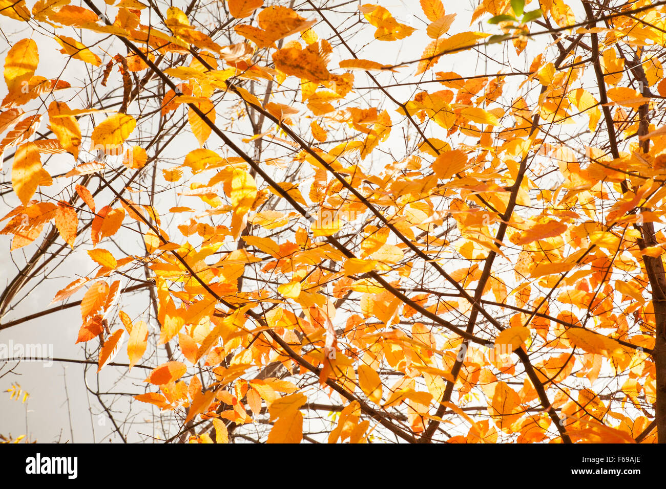Yellow leaves cling to branches in the fall. Stock Photo