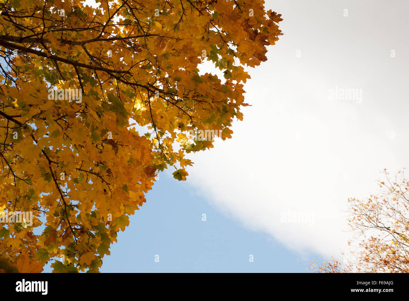 Sugar Maple Tree Branches Stock Photos & Sugar Maple Tree Branches ...