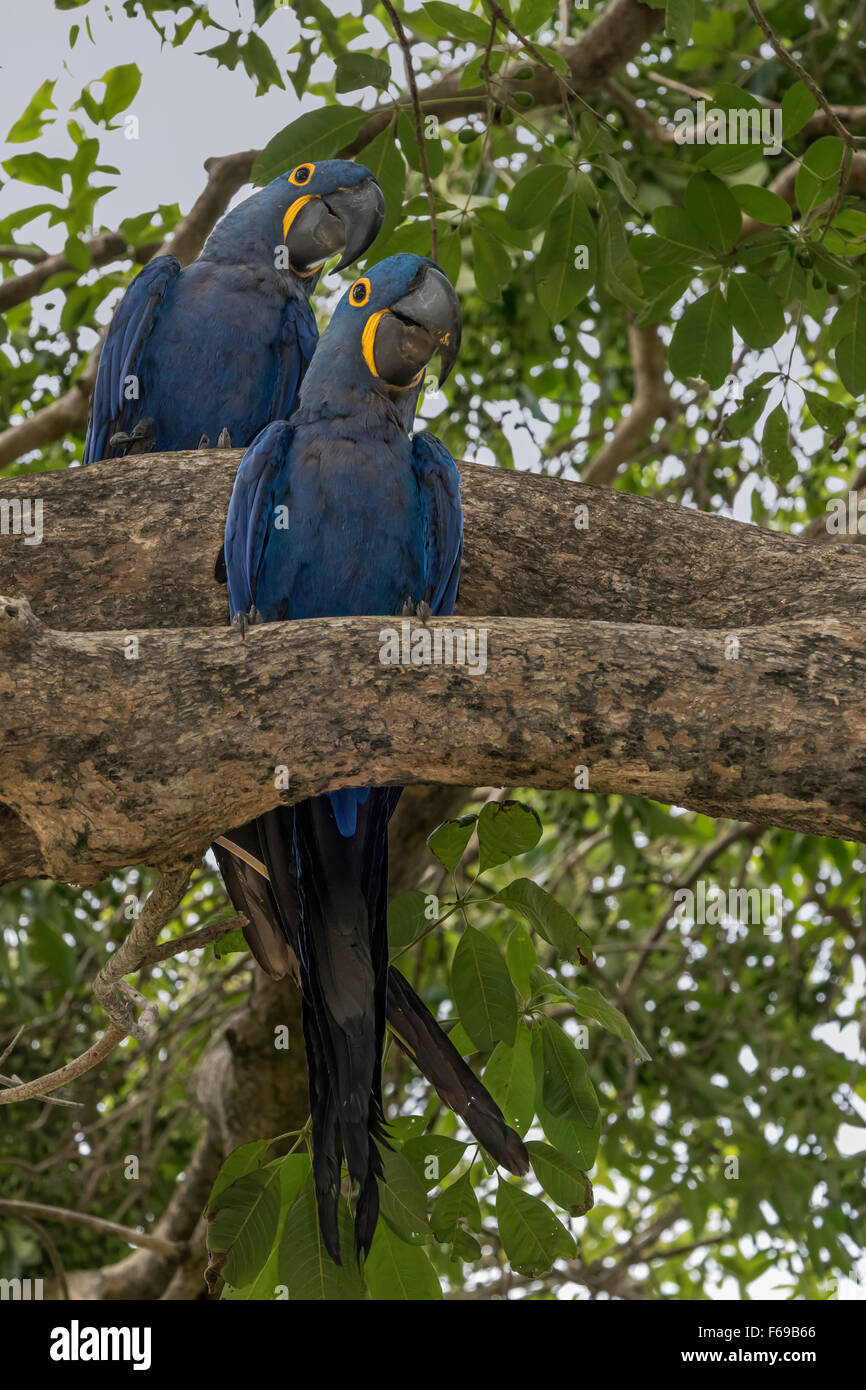 Illustration of Great Positioned Viewpoints For Breathirs Macaws