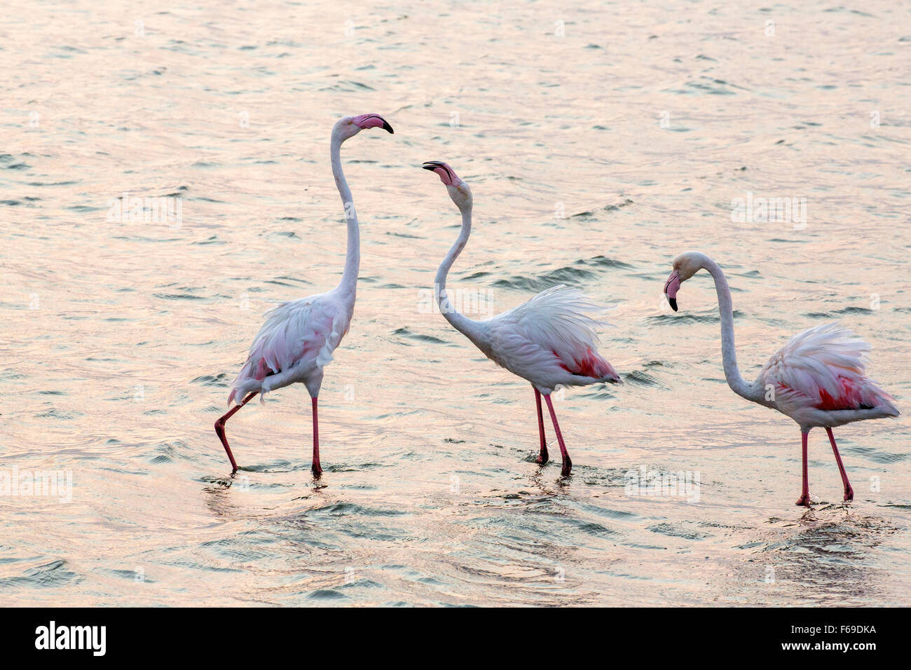 Walvis Bay pink flamingos, Namibia, Africa Stock Photo