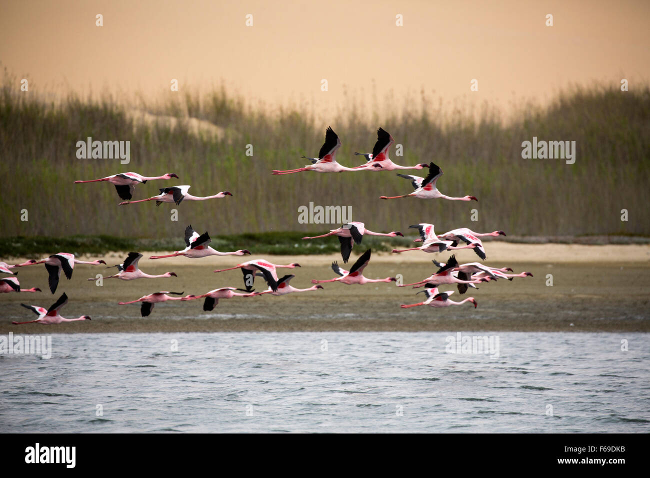 Pink flamingos in flight at Sandwich Harbor, Namibia, Africa Stock Photo