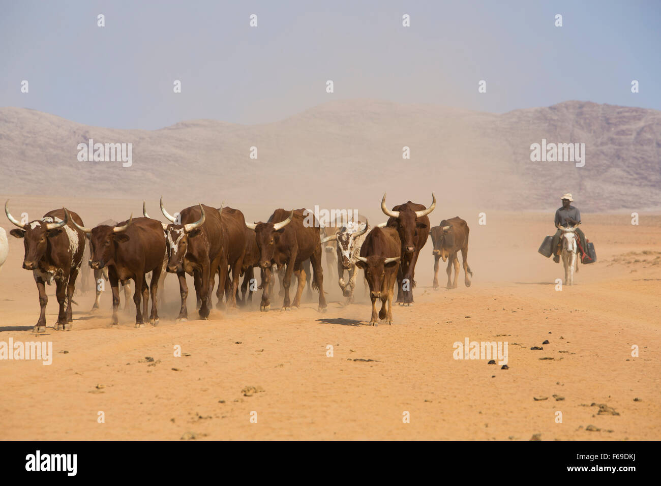 Longhorn cattle herding at Gribis Plain, Namibia, Africa Stock Photo