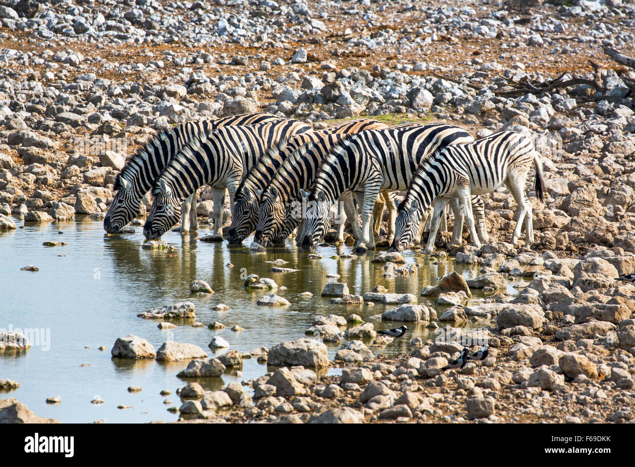 Zebras drinking at Okaukuejo waterhole, Etosha National Park, Namibia, Africa Stock Photo