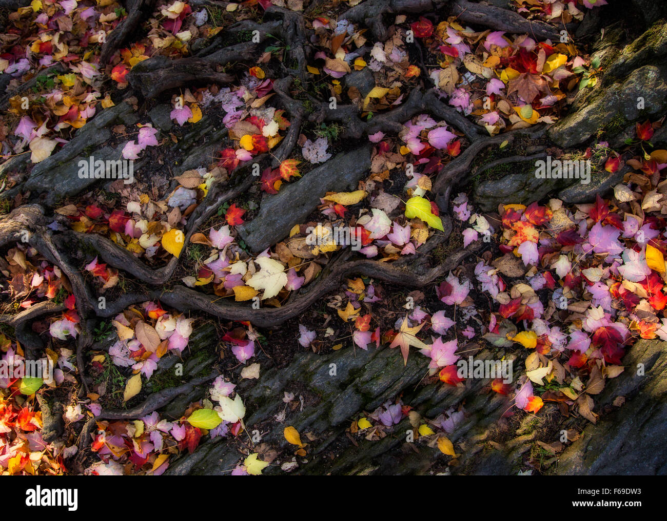 Pattern of tangled tree roots and fallen autumn leaves. Background and wallpaper design, filter added for dramatic effect Stock Photo