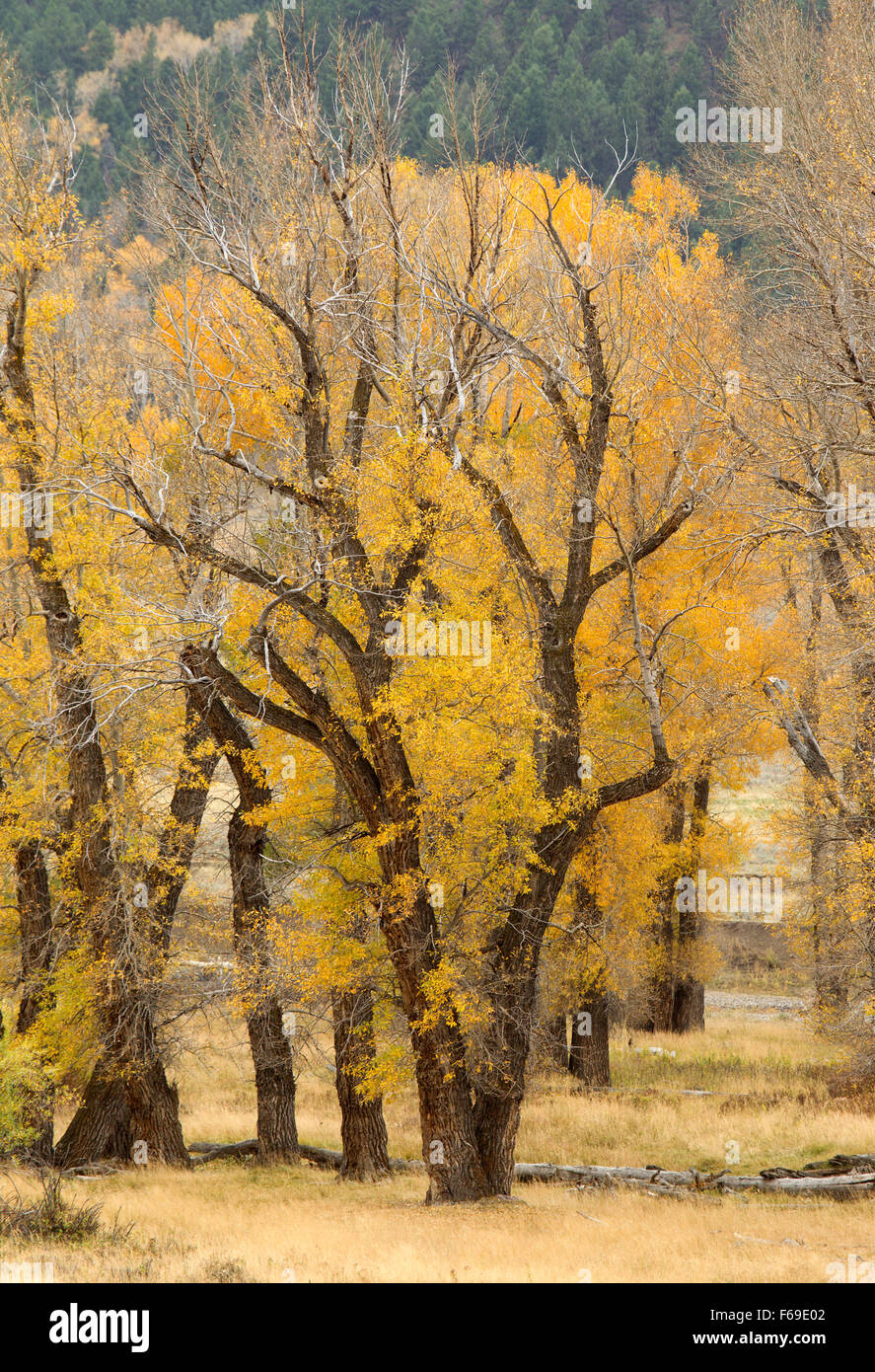 Cottonwood Trees in Fall Color Stock Photo Alamy
