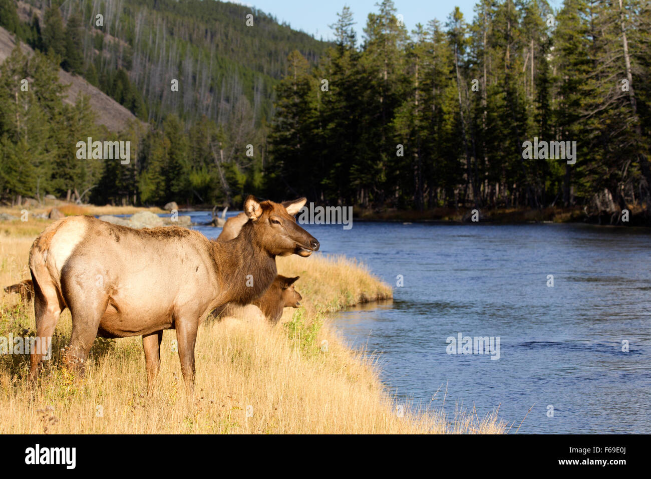 Elk at River Edge Stock Photo