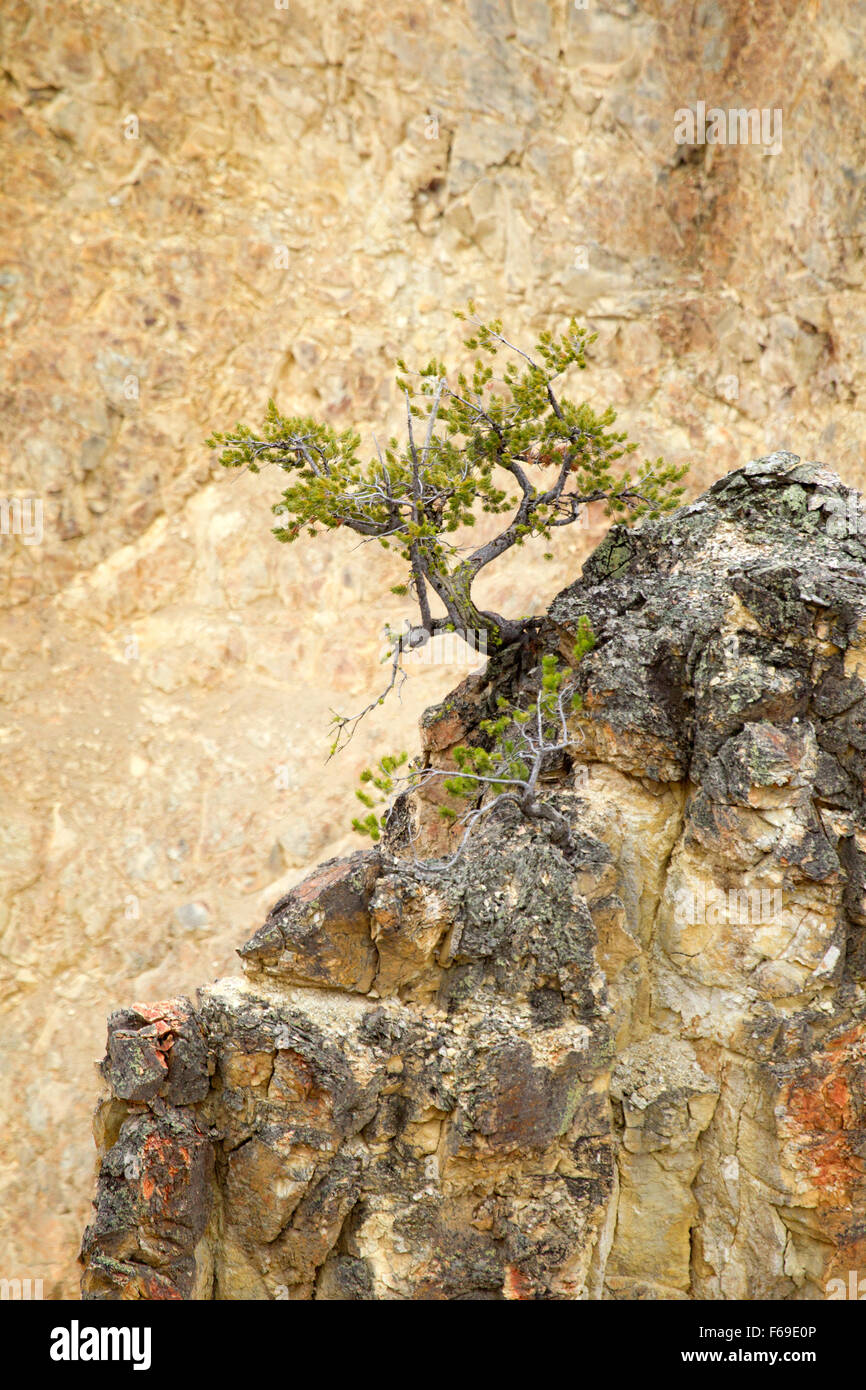 Tree growing out rock hires stock photography and images Alamy
