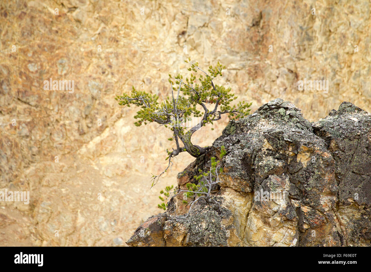 Tree Growing Out Of A Rock High Resolution Stock Photography And Images Alamy Tree Growing Out Of A Rock High Resolution Stock Photography And Images Alamy