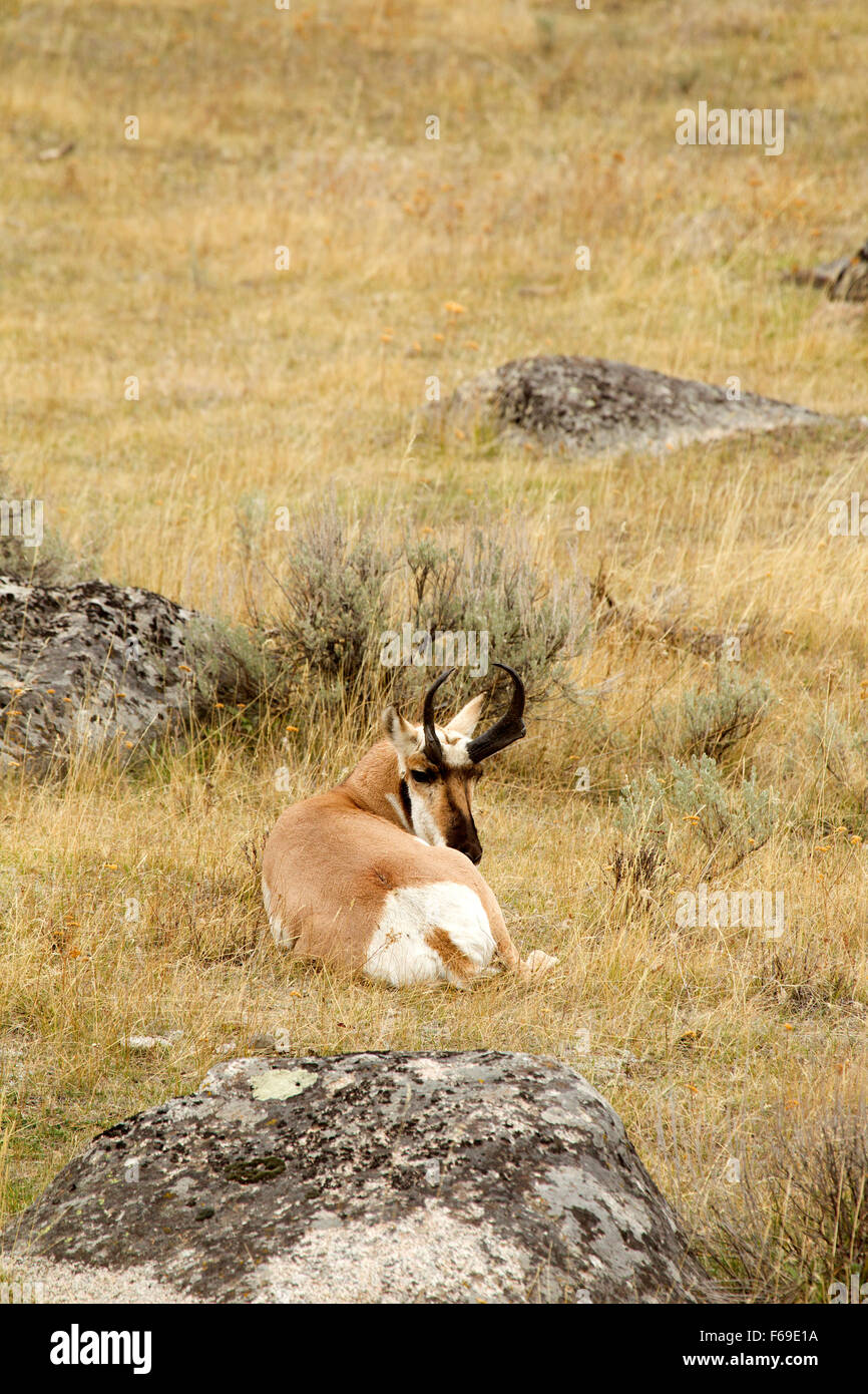 Pronghorn Antelope Buck Stock Photo