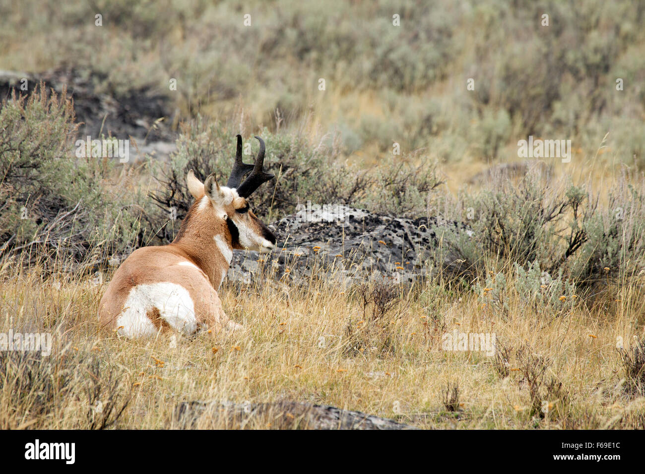 Pronghorn Antelope Buck Stock Photo